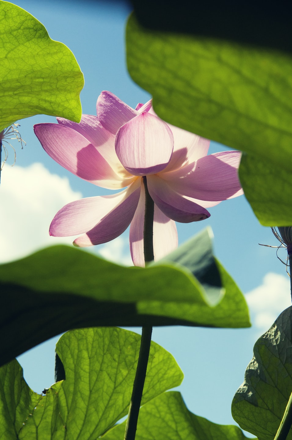 Pink lotus flower with green leaves and a cloudy blue sky in the background