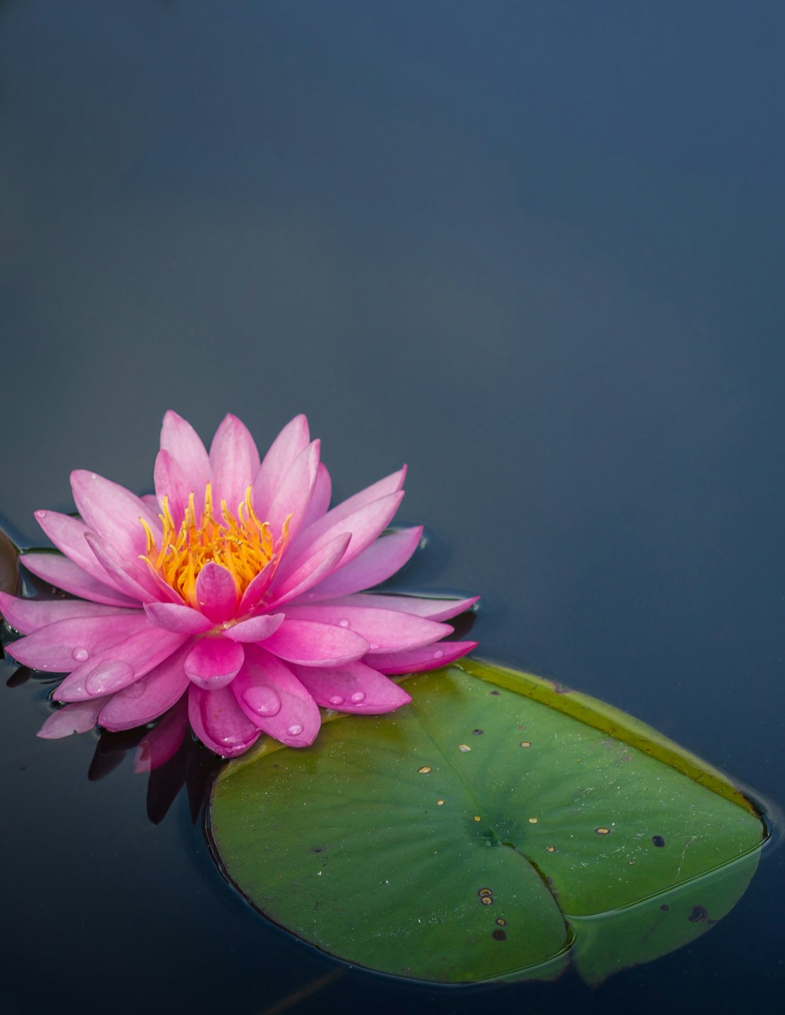 Bright pink lotus and a green lily pad floating in dark blue water